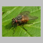 Phaonia rufiventris - Echte Fliege w03.jpg